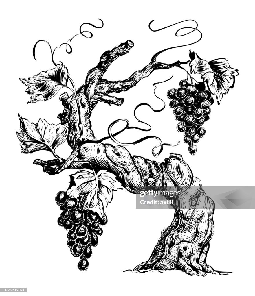 Vine Trauben