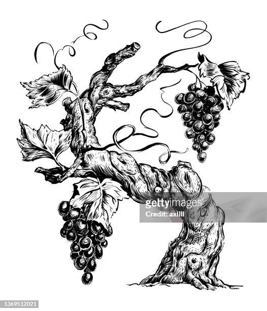 stockillustraties, clipart, cartoons en iconen met vine grapes - grapes on vine