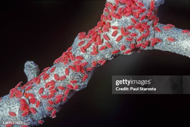 kermes vermilio (kermes berry) - larvae - scale insect stock pictures, royalty-free photos & images