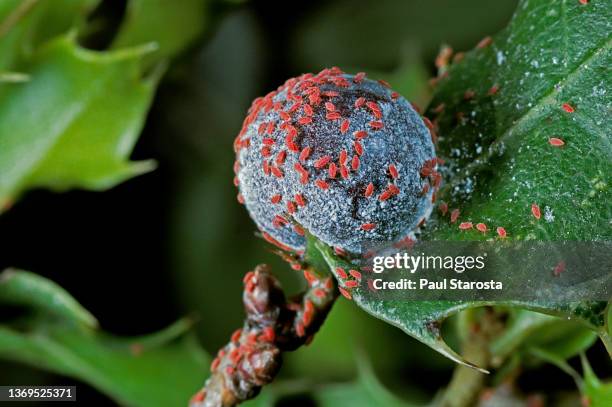 kermes vermilio (kermes berry) - female and emerging larvae - scale insect stock pictures, royalty-free photos & images