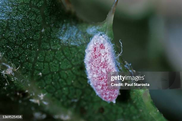 kermes vermilio (kermes berry) - male larva - scale insect stock pictures, royalty-free photos & images