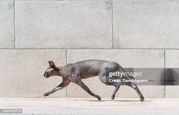 portrait of sphynx hairless cat at home - chat de race photos et images de collection