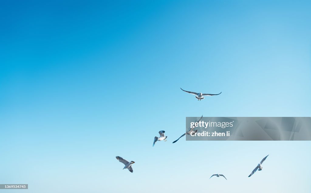 Seagulls flying in the sky