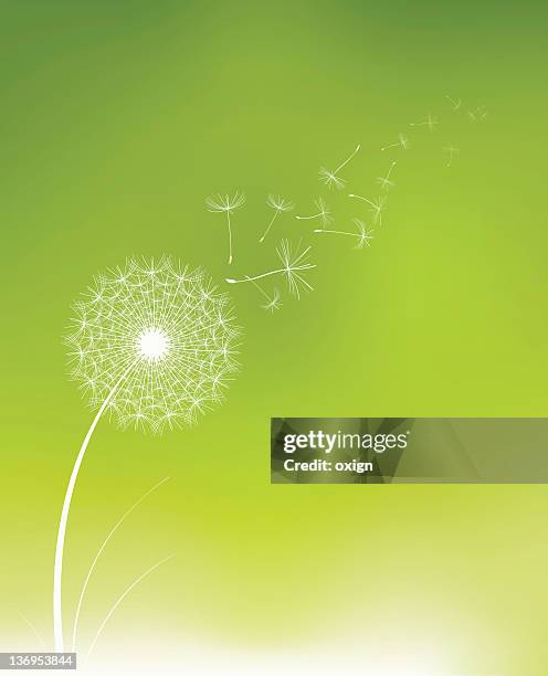 ilustraciones, imágenes clip art, dibujos animados e iconos de stock de semilla de diente de león - diente de león