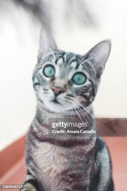 gato de 8 meses en el exterior mirando una pluma - pluma stock pictures, royalty-free photos & images