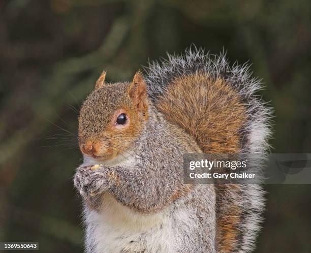 grey squirrel [sciurus carolinensis] - ハイイロリス ストックフォトと画像