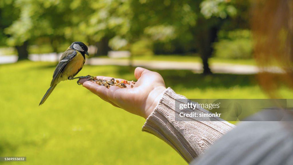 Great tit on woman palm and eating the seed