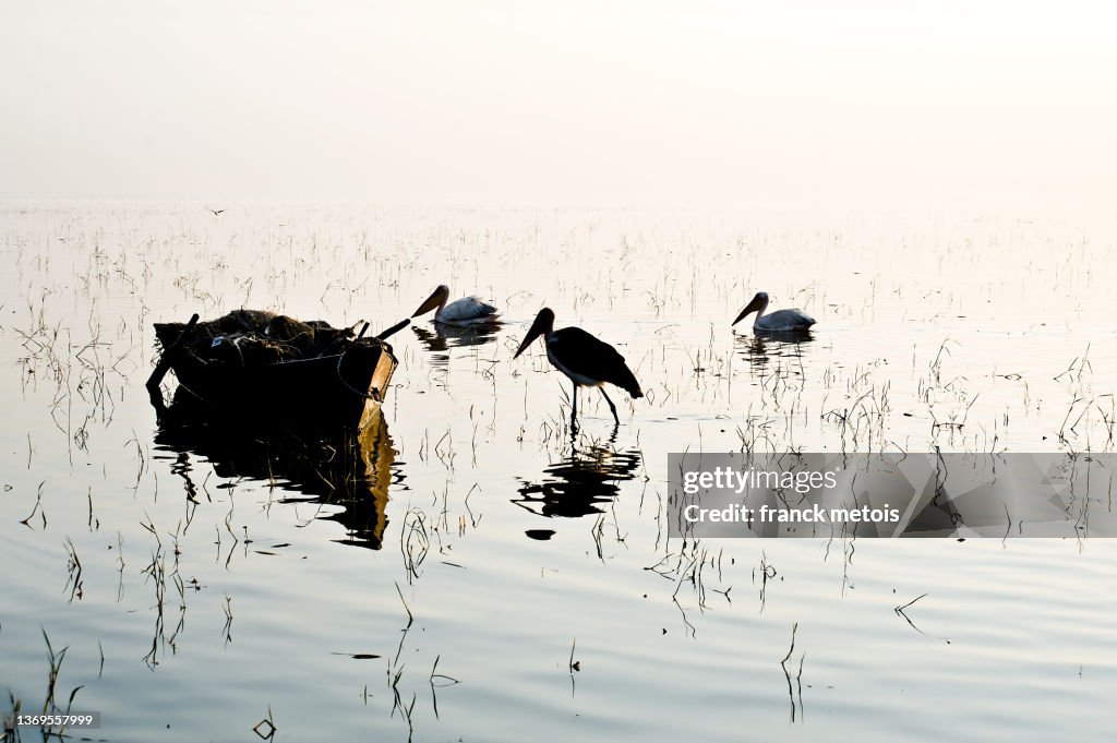 Lake Ziway ( Ethiopia)