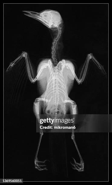 old engraved illustration of early x-ray photographs, the fieldfare bird (turdus pilaris) - tierisches skelett stock-fotos und bilder