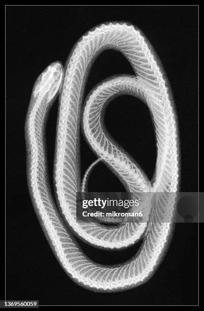 old engraved illustration of early x-ray photographs, snake - snake illustration stock pictures, royalty-free photos & images