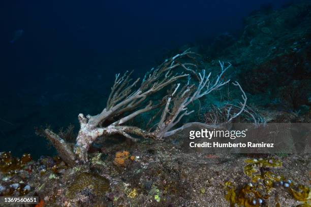 fishing tackle on corals. - coral bleaching stock pictures, royalty-free photos & images
