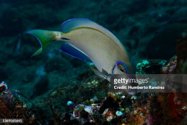 ocean surgeonfish. - pesce chirurgo foto e immagini stock