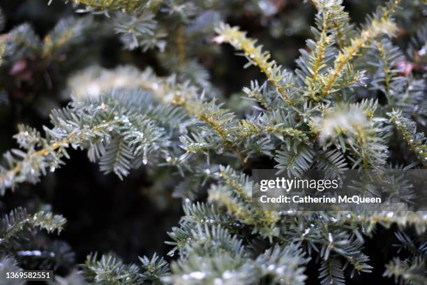 yew evergreen shrub coated in ice during winter ice storm - tejo fotografías e imágenes de stock
