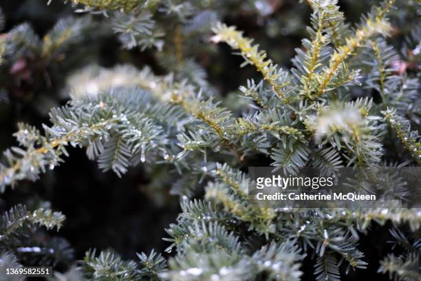 yew evergreen shrub coated in ice during winter ice storm - yew needles stock pictures, royalty-free photos & images