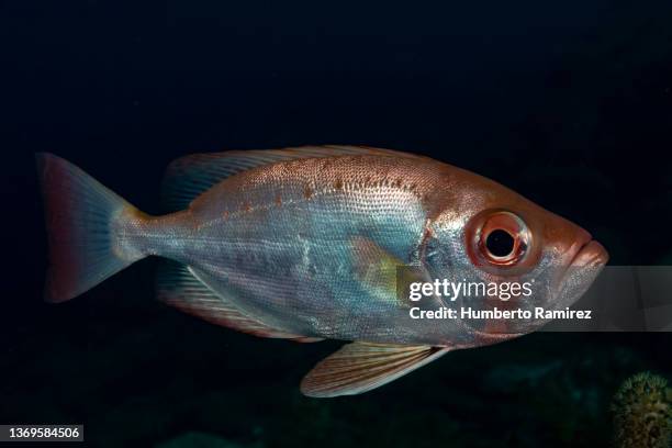 bigeye school. - snapper fish stock pictures, royalty-free photos & images