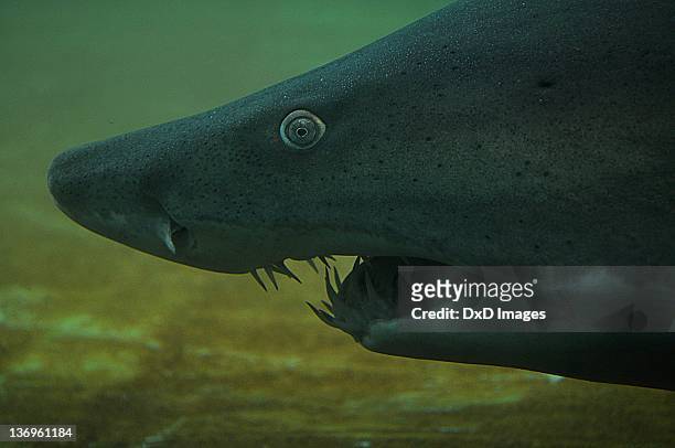 shark teeth - pittsburgh zoo stock pictures, royalty-free photos & images