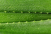 Aloe vera leaf closeup. Aloe vera green leaves background.
