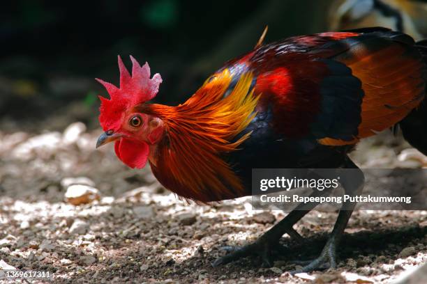 red junglefowl gallus gallus beautiful male birds of thailand - gallus gallus stock pictures, royalty-free photos & images