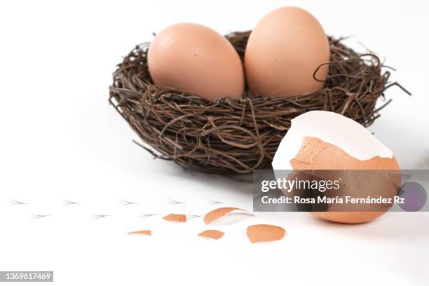 two eggs in nest and one chick hatching from egg againsta white background. - hatching stock-fotos und bilder