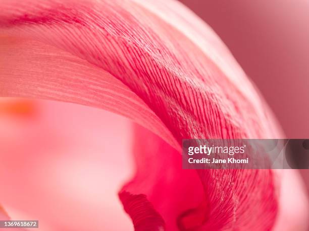 pink tulip petal close up - petals stock pictures, royalty-free photos & images
