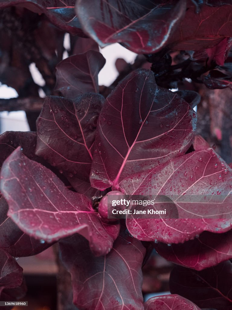 Pink fig leaf tree