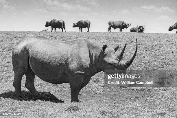 View of a black rhinoceros and, in the distance, several Cape buffalo in Aberdares National Park, Kenya, circa 1980.