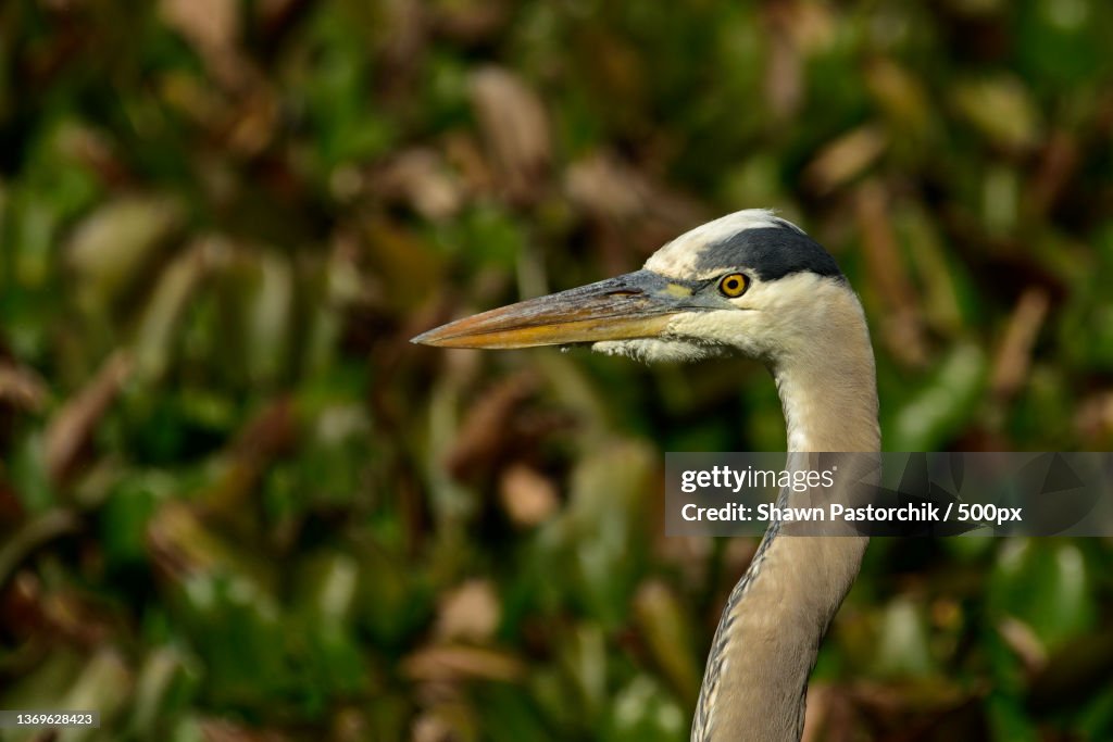 Left Side Closeup of Great Blue Heron,Gainesville,Florida,United States,USA