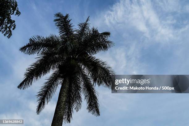trees and blue sky of the image of the palm - okinawa blue sky beach landscape stockfoto's en -beelden