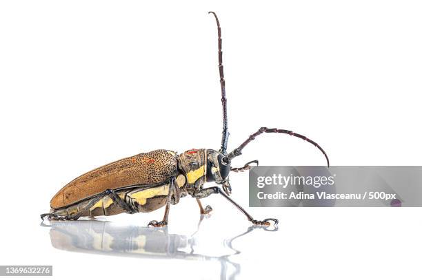 tree borer batocera rufomaculata isolated on a white background - national museum of natural science stock pictures, royalty-free photos & images