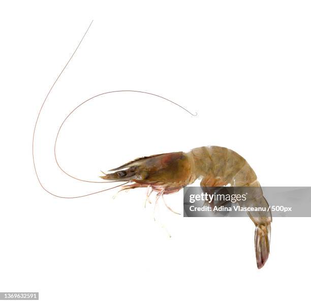 fresh prawn or shrimp isolated on white background - pescivendolo foto e immagini stock