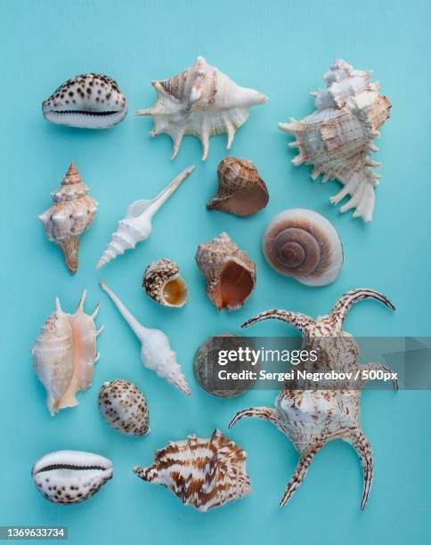 Conch Shell Variations 458 Conch Shells For Sale Stock Photos, High-Res Pictures, and Images ...