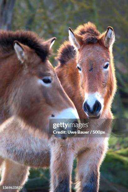 przewalskis horse - przewalskipferd equus przewalskii,portrait of horses standing outdoors,springe,germany - przewalski horses equus przewalskii stock pictures, royalty-free photos & images