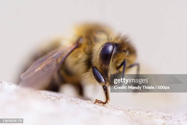 close-up of insect on white background,sachsen,germany - 吻 ストックフォトと画像