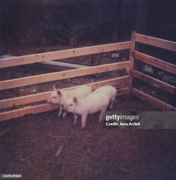 three little pigs: piglets in pigpen at pig farm - three little pigs stock pictures, royalty-free photos & images