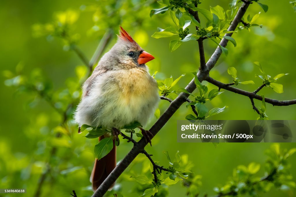 Northern Cardinal Cardinalis cardinalis female,Close-up of songnorthern cardinal perching on branch,Cazenovia Park,United States,USA