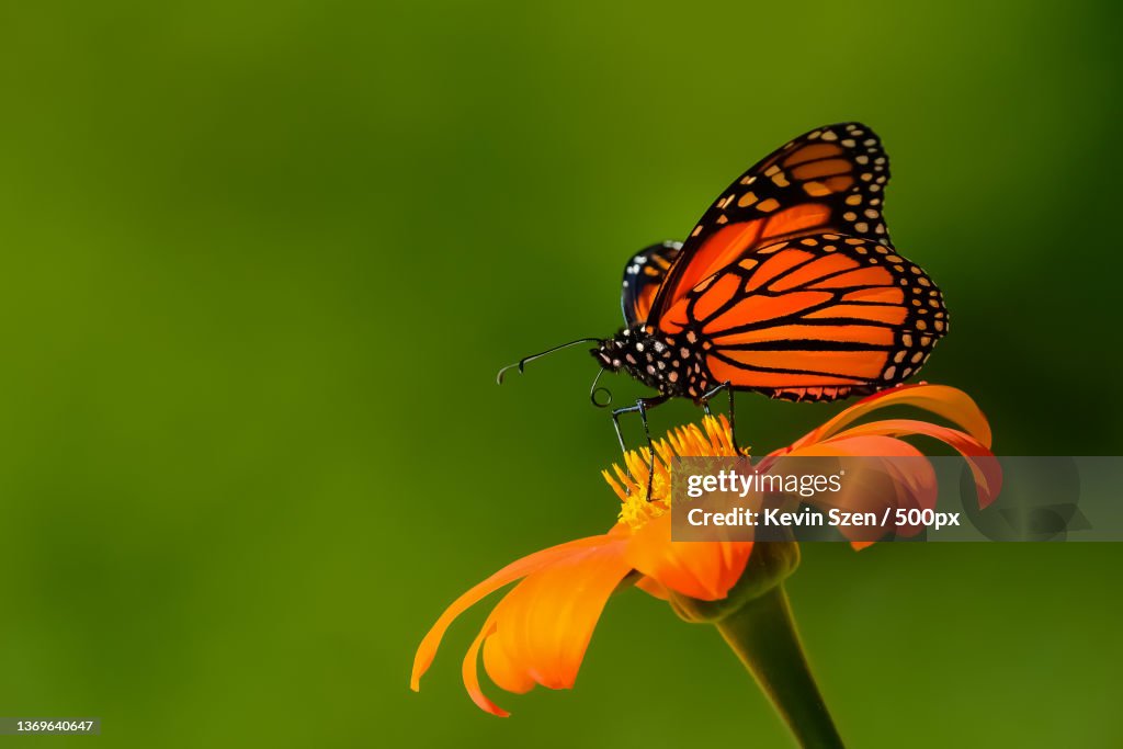 Monarch Butterfly Danaus plexippus macro,Close-up of butterfly pollinating on yellow flower,Thuya Garden,United States,USA