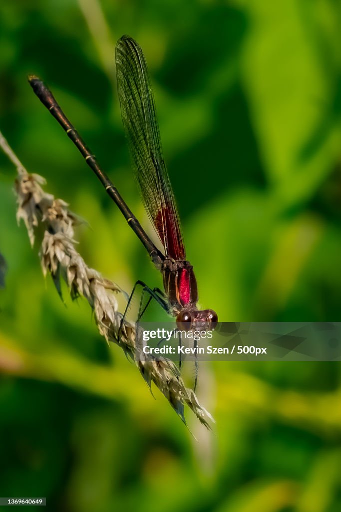 American Rubyspot Damselfly Hetaerina americana macro,Cazenovia Park,United States,USA