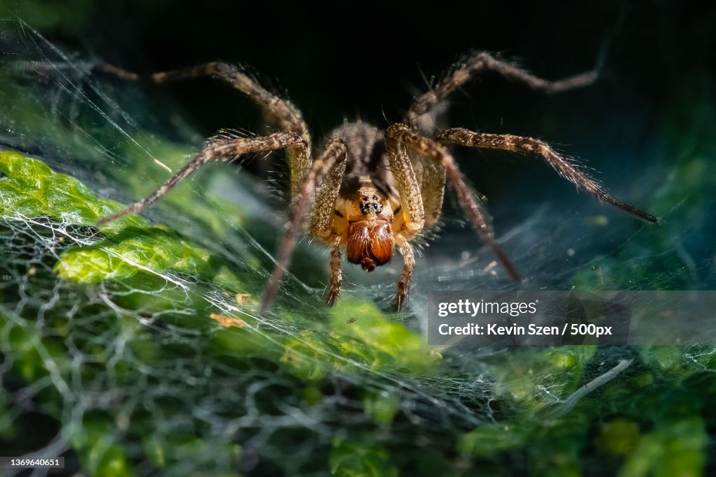 Grass Spider Agelenopsis aka Funnel-web spider,Close-up of spider on web,Buffalo,New York,United States,USA