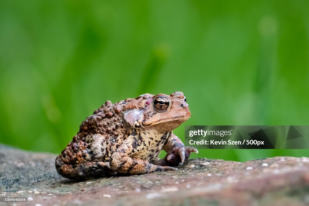 American Toad Anaxyrus americanus closeup,Close-up of frog on rock,Allegany State Park,United States,USA