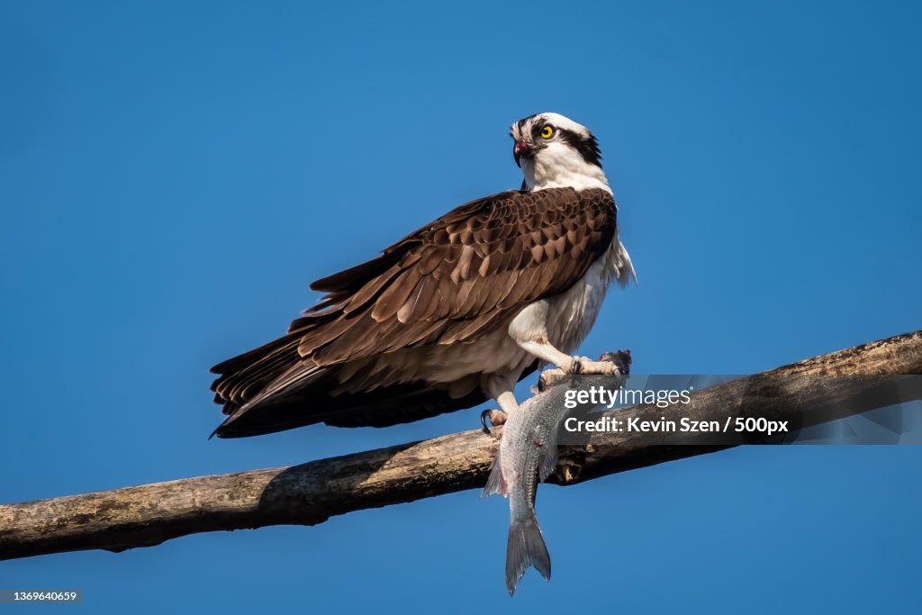 Osprey Pandion haliaetus with dinner,Tifft Nature Preserve,United States,USA