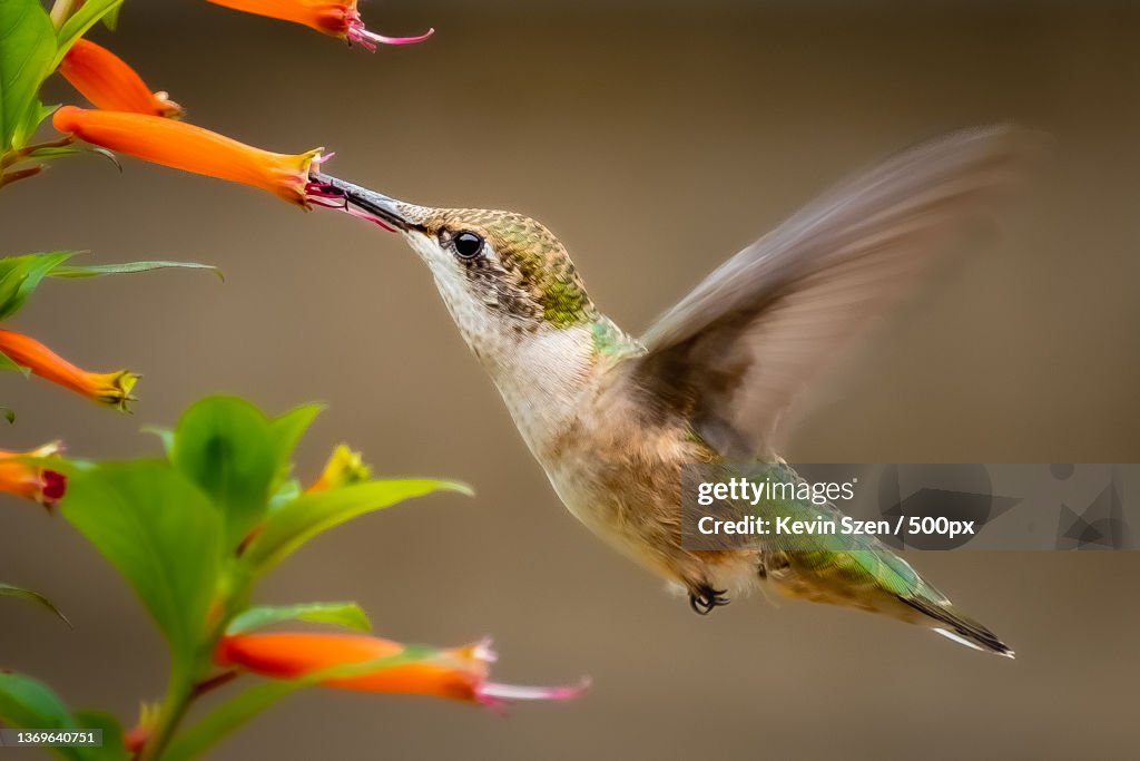 Ruby-throated Hummingbird Archilochus colubris feeding,Close-up of hummingbird flying by bird feeder,Buffalo,New York,United States,USA