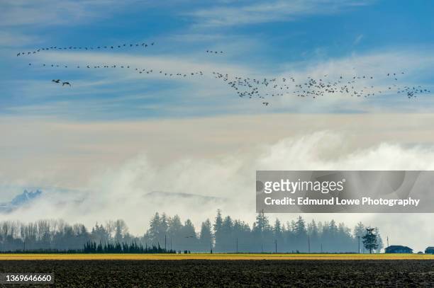 snow geese and trumpeter swans migrating back north to alaska and beyond. - vogelschwarm formation stock-fotos und bilder