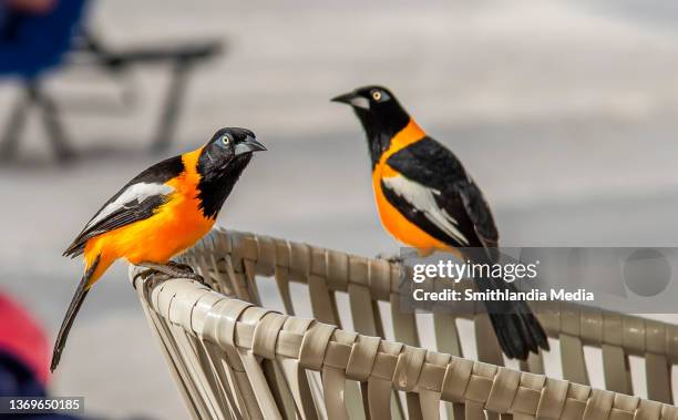 a pair of troupials - icterus icterus - papafigo - fotografias e filmes do acervo