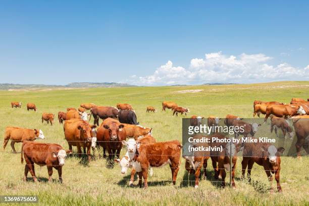 cattle on open range - rind stock-fotos und bilder