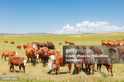 Cattle on open range