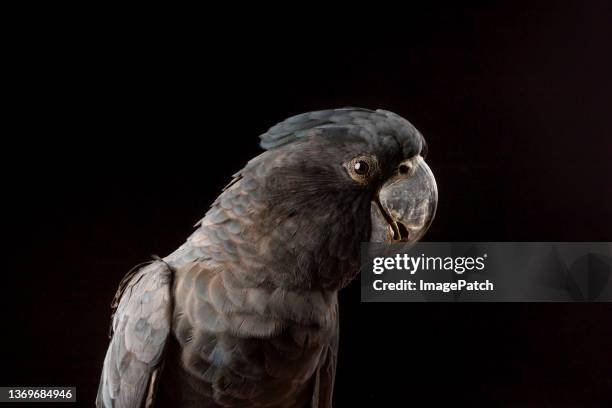 black cockatoo - eye patch stockfoto's en -beelden
