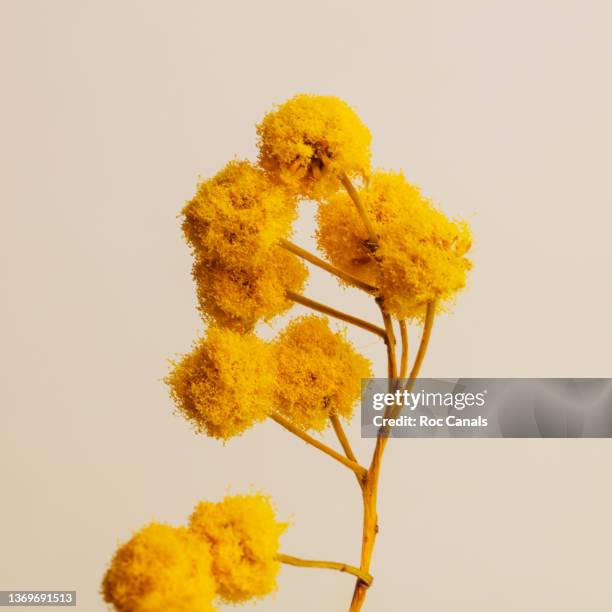 mimosa - schikte bloemen stockfoto's en -beelden
