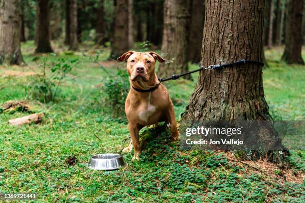 dog tied to tree with its bowl of food or water next to it looking at camera - dog bowl ストックフォトと画像