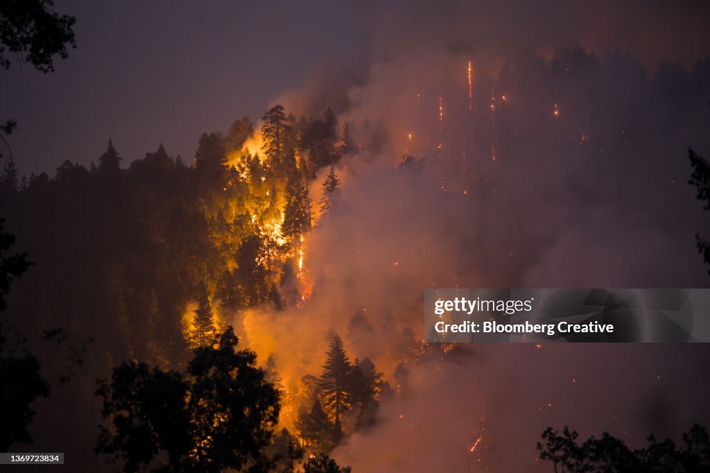 Burning Trees On A Hillside