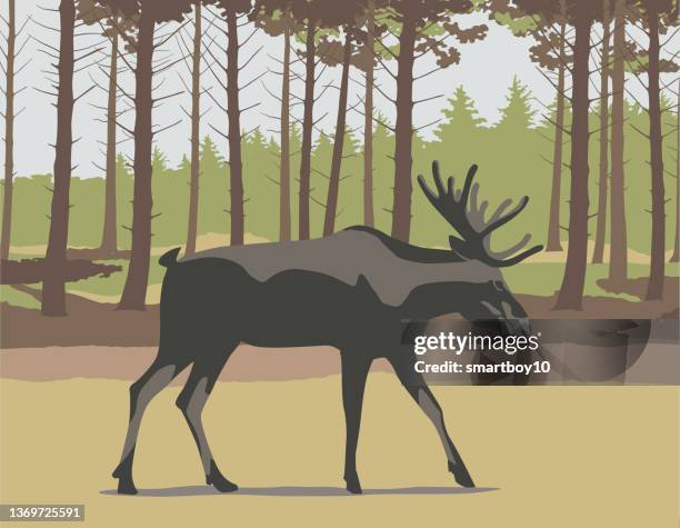 illustrations, cliparts, dessins animés et icônes de orignal dans le paysage hivernal - forêt canada